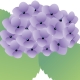 紫陽花.jpg